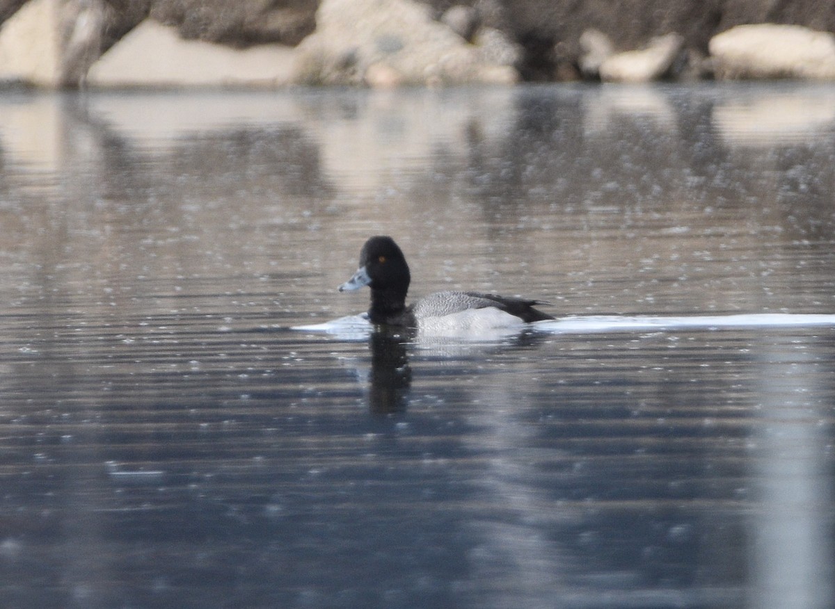 Lesser Scaup - ML553089741