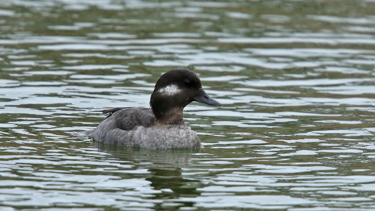 Bufflehead - Daniel Jauvin