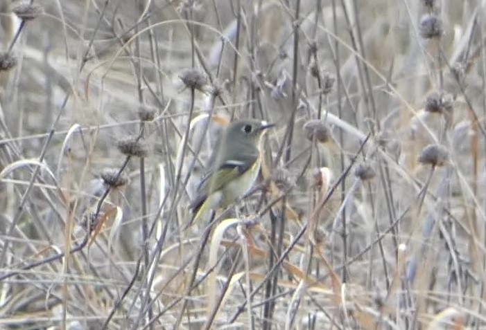 Ruby-crowned Kinglet - ML553090891