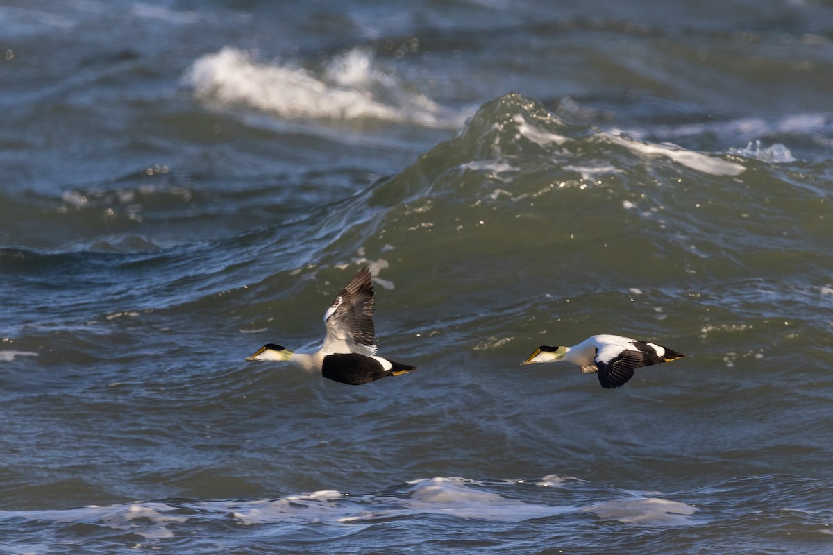 Common Eider - ML553090991