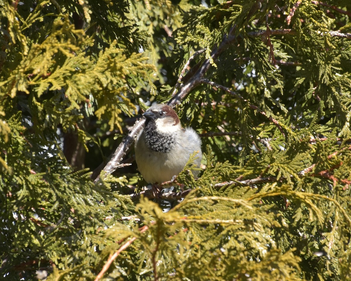 House Sparrow - ML553091251