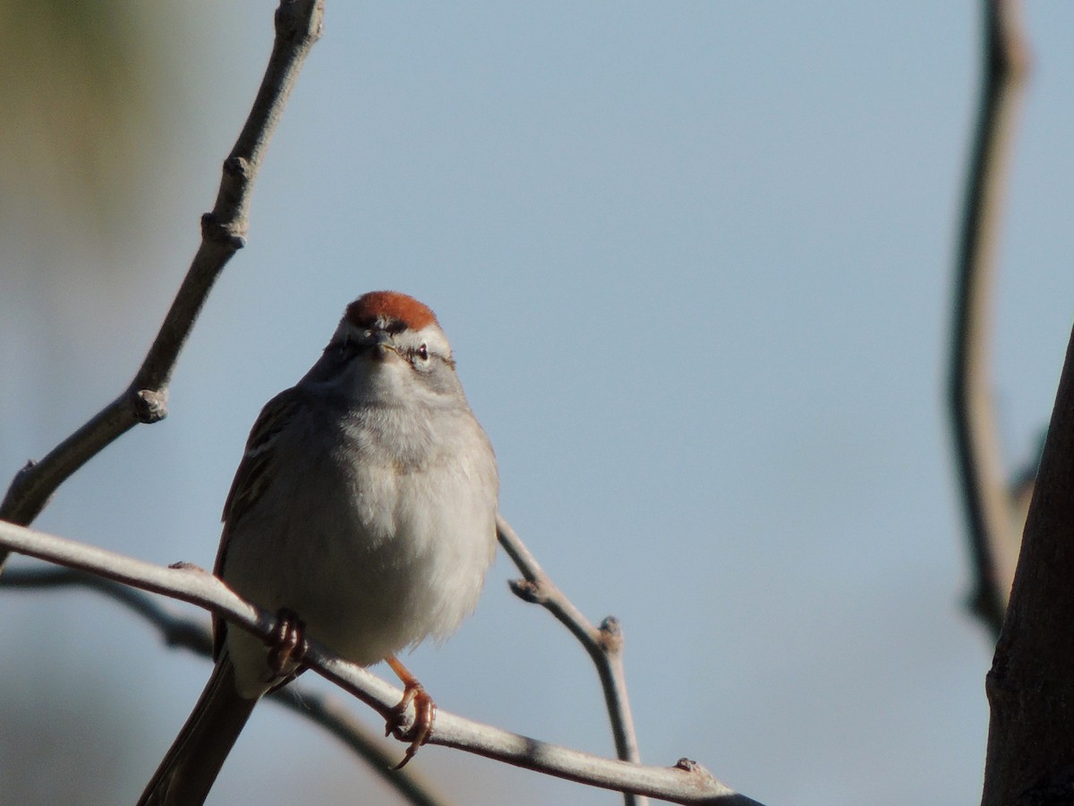 Chipping Sparrow - Greg Thomas