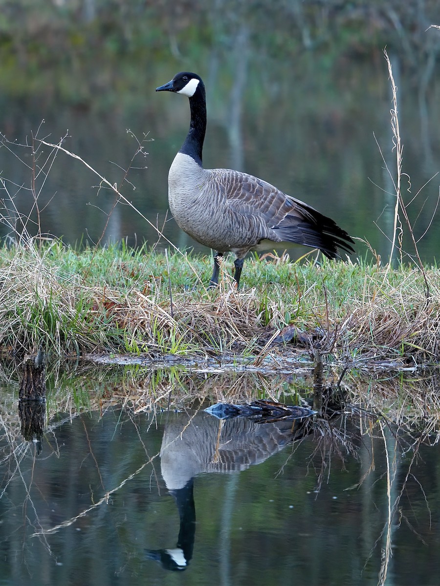 Canada Goose - Gary Mueller