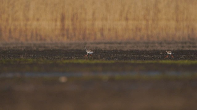 Common Redshank - ML553094021