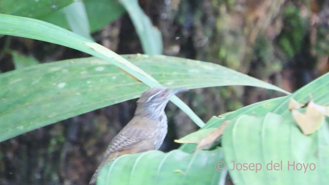 Stripe-breasted Wren - ML553094161