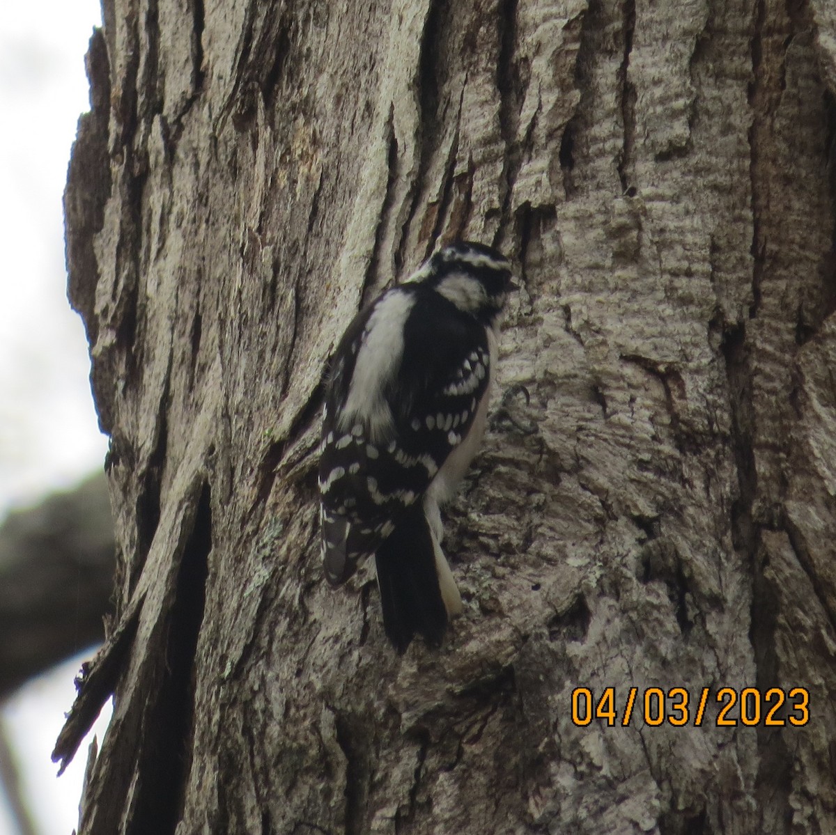 Hairy Woodpecker - ML553094191