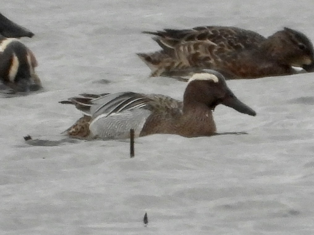 Garganey - Christian Hawn