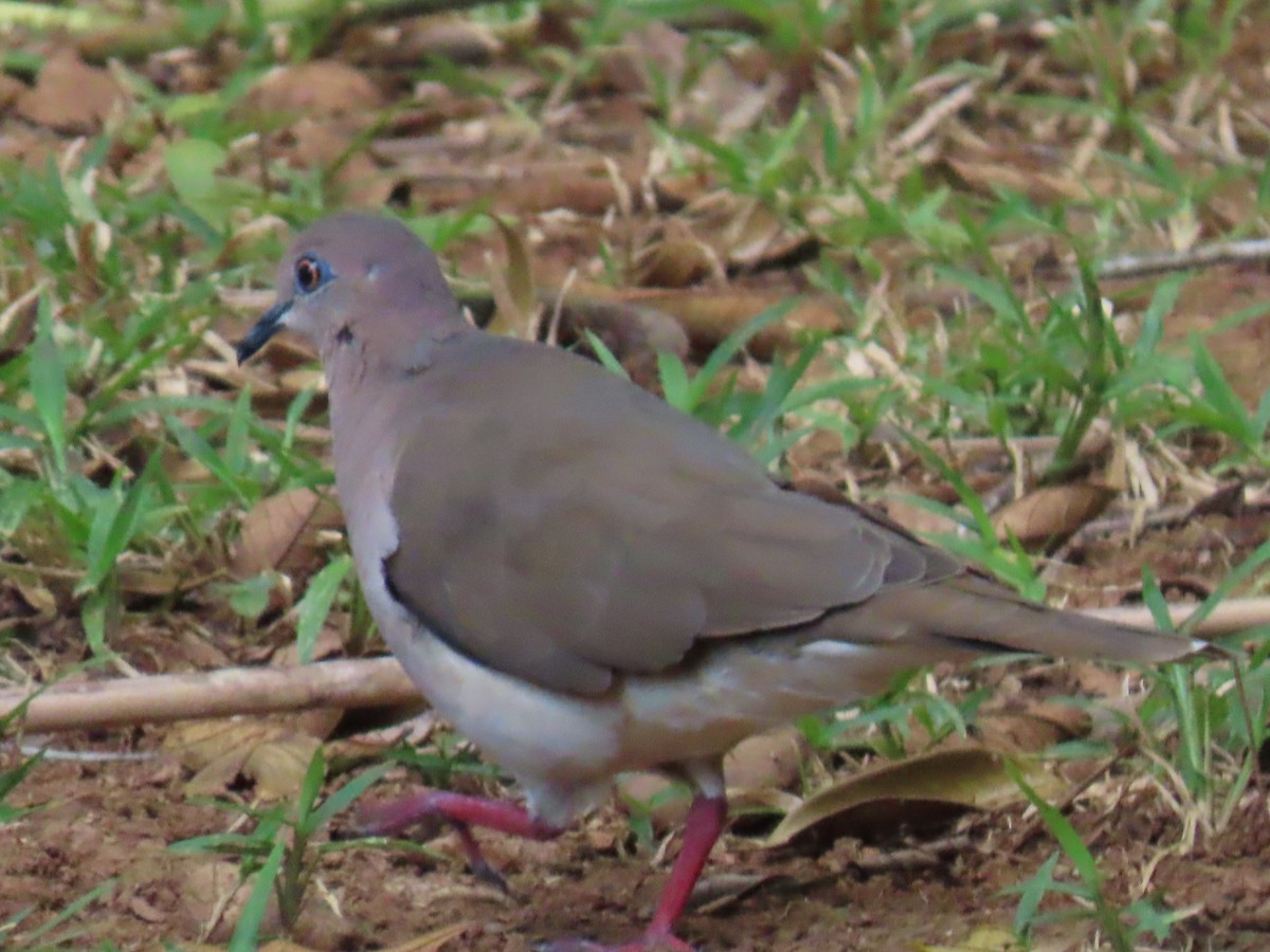 White-tipped Dove - ML553094991