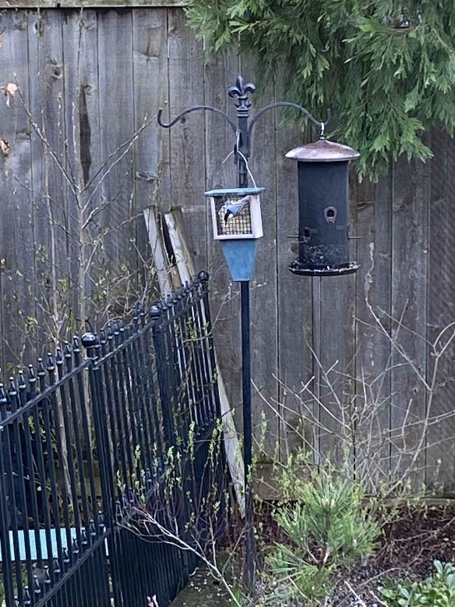 White-breasted Nuthatch - ML553095151