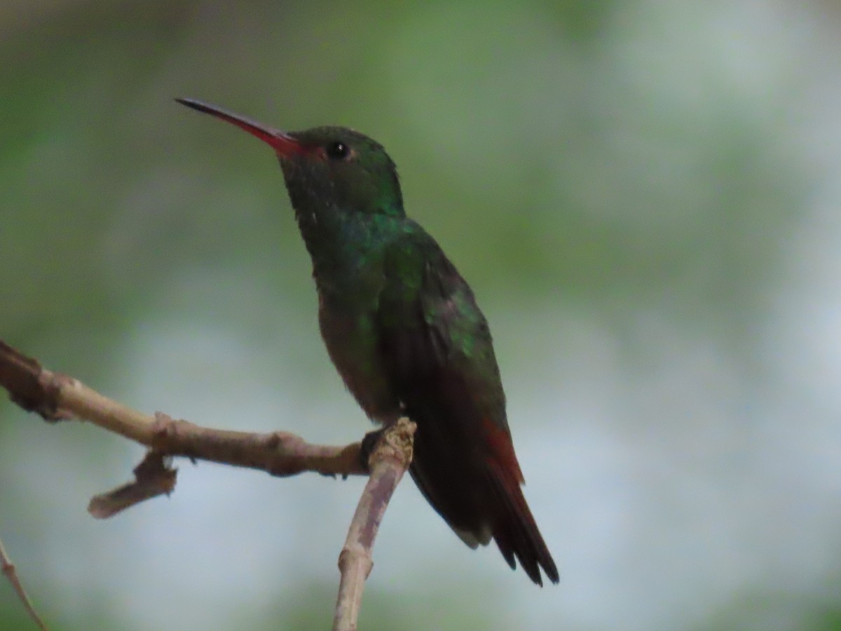 Rufous-tailed Hummingbird - ML553095321