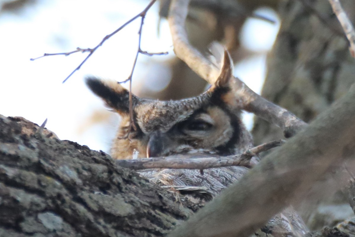 Great Horned Owl - ML553095681