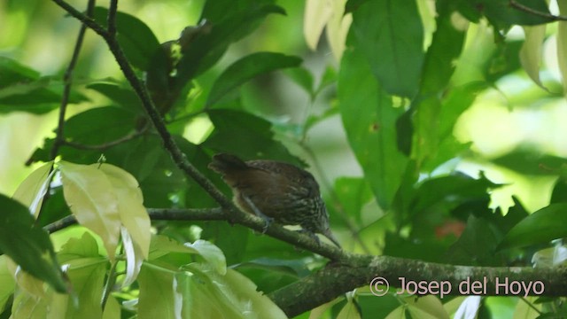 Stripe-breasted Wren - ML553096711