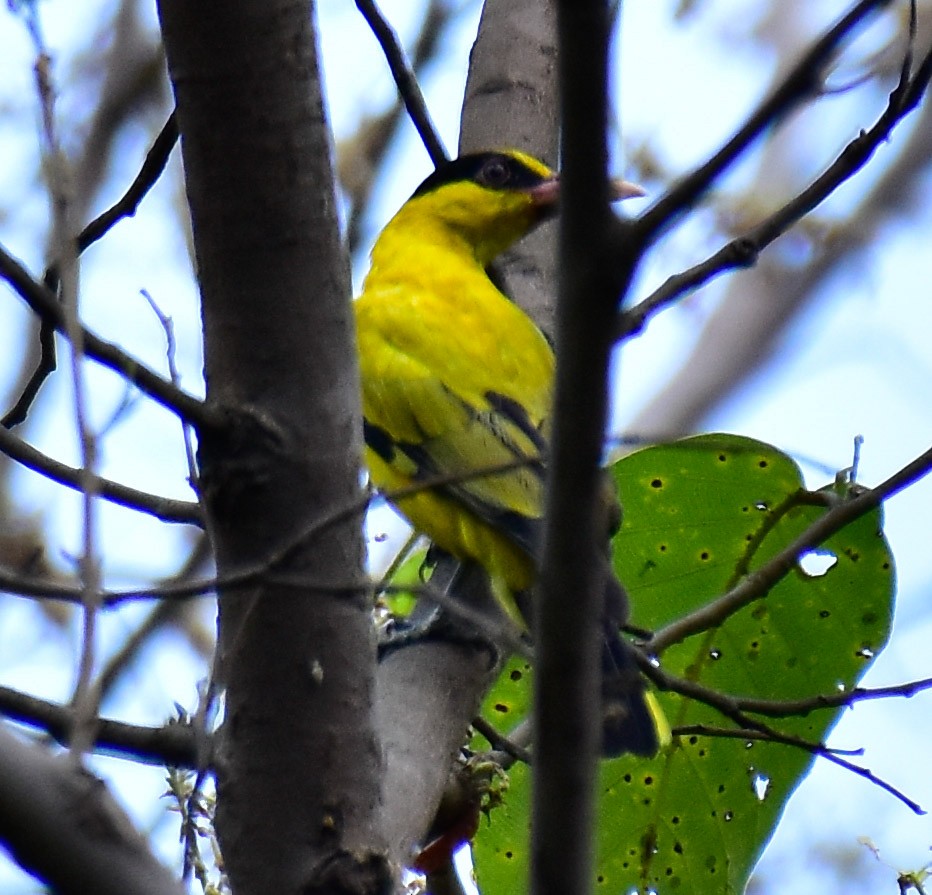 Black-naped Oriole - ML553096811