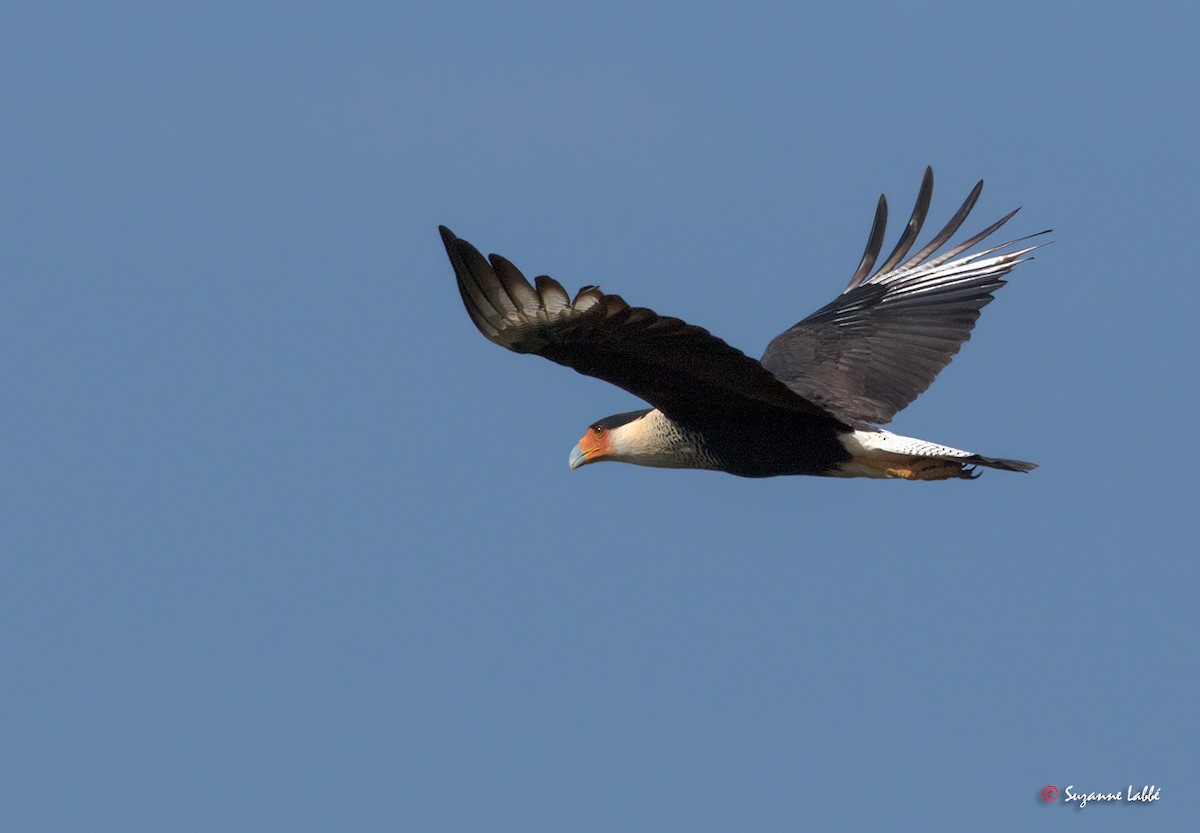 Crested Caracara (Northern) - ML55309751