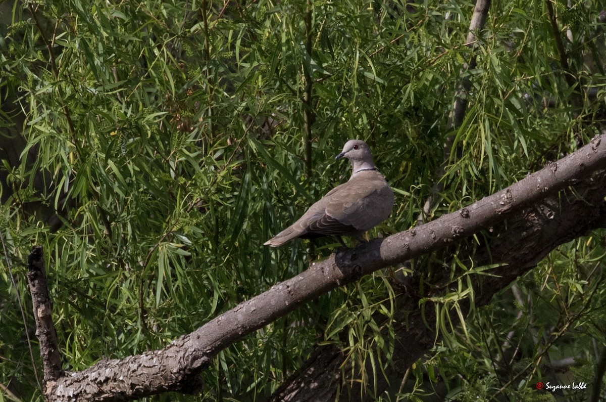 Eurasian Collared-Dove - ML55309771