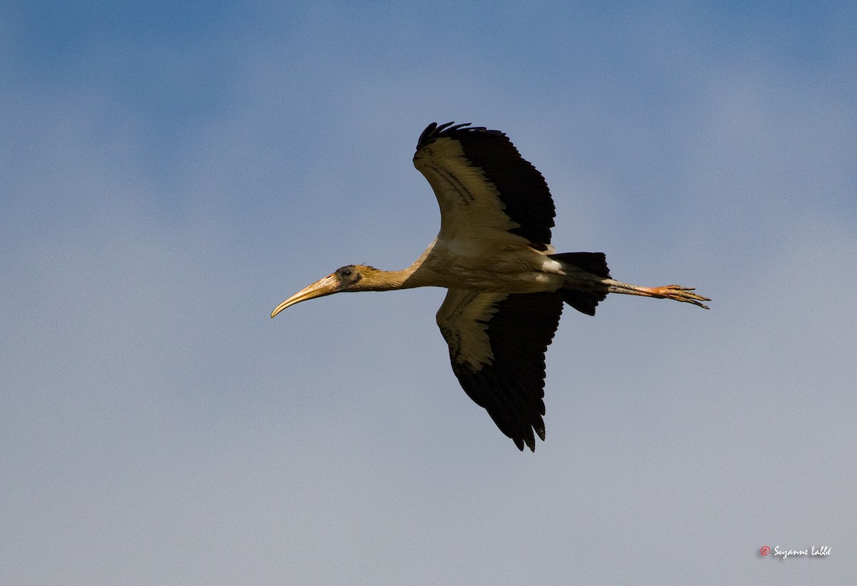 Wood Stork - ML55309831