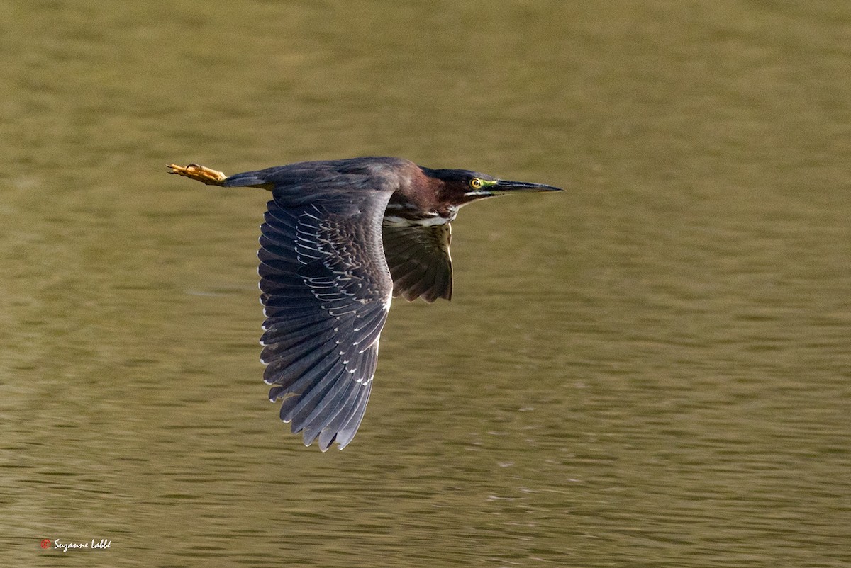 Green Heron - ML55309841