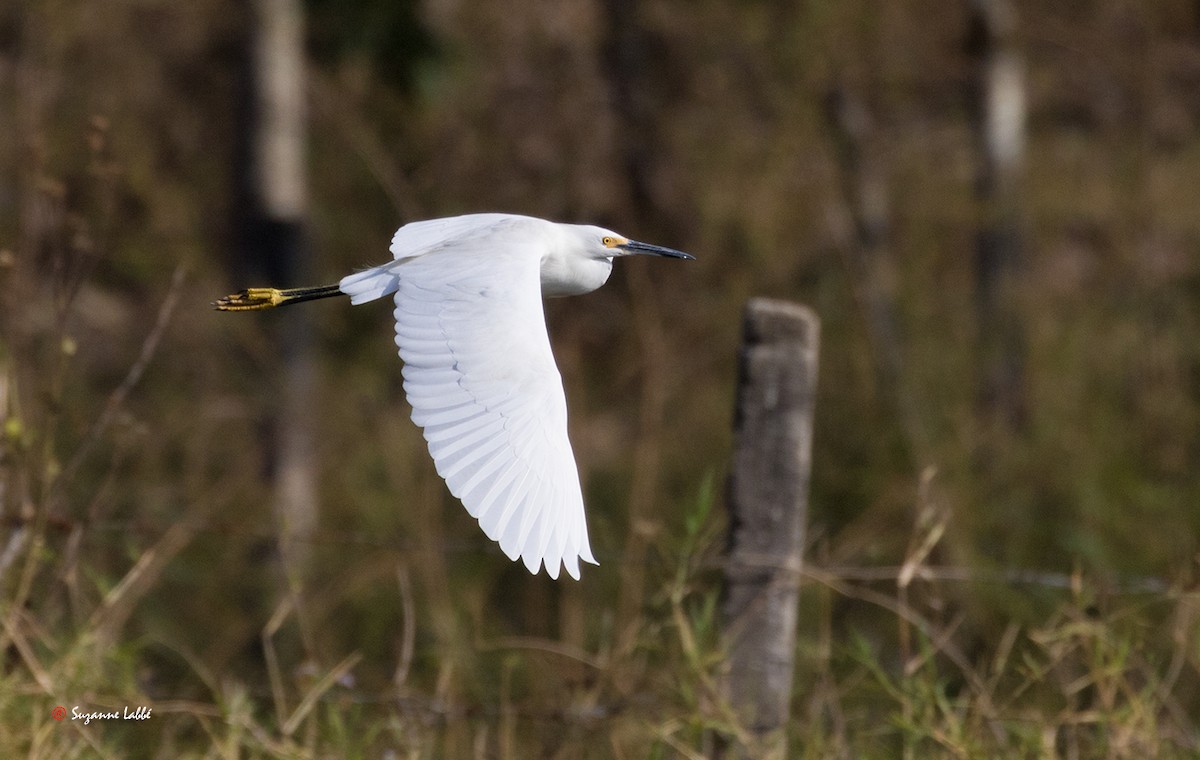 Snowy Egret - ML55309901