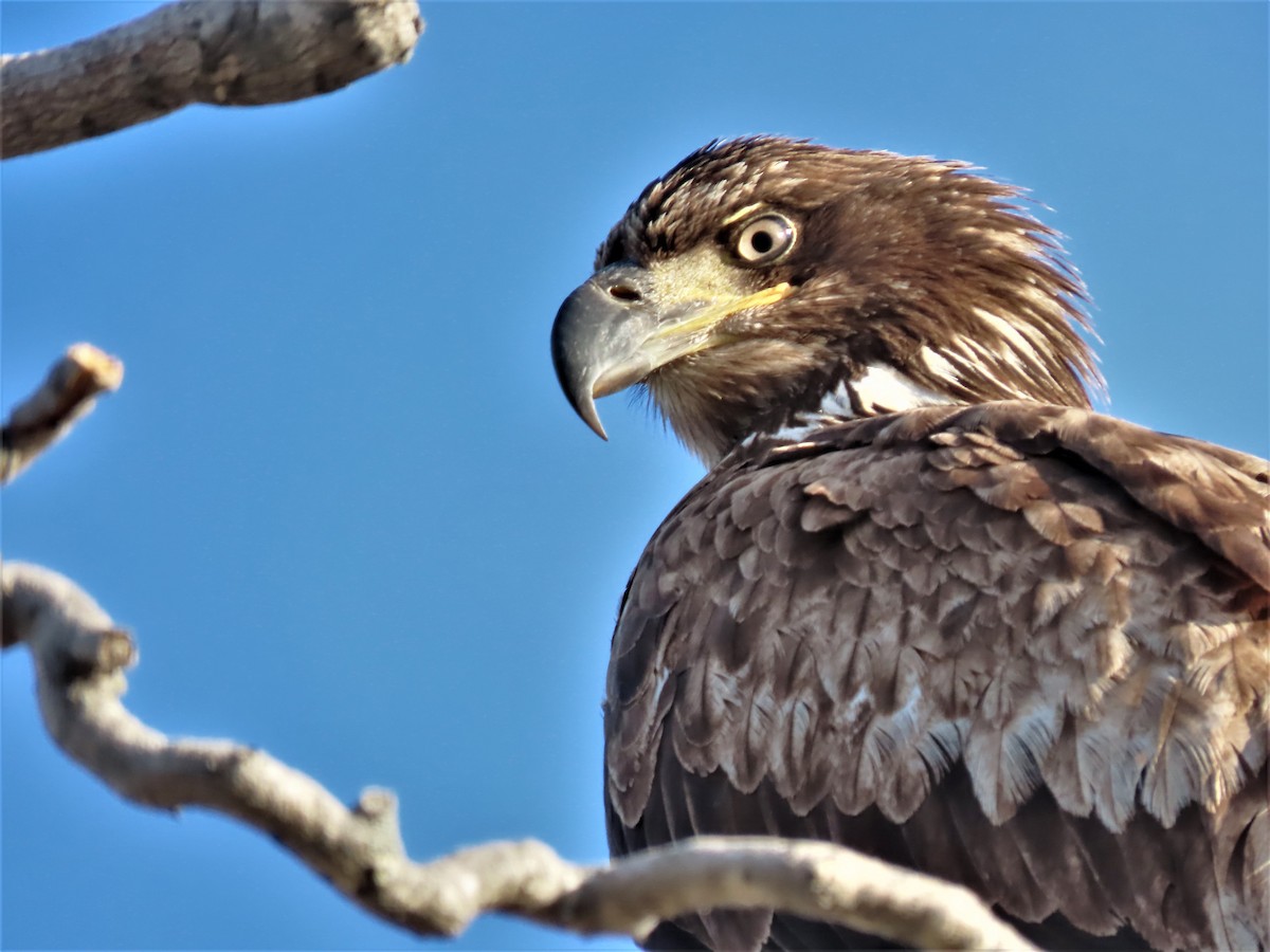 Bald Eagle - ML553099081