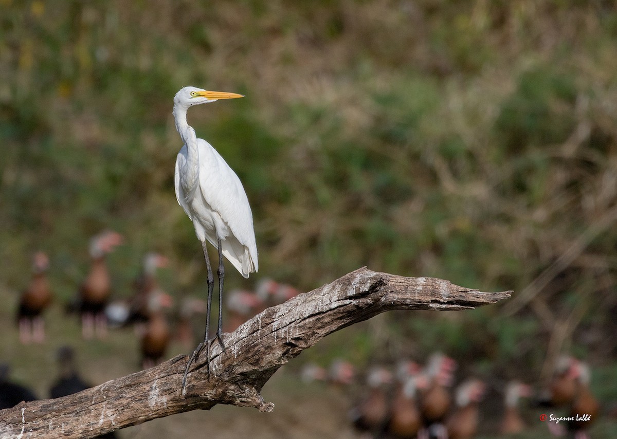 Great Egret - Suzanne Labbé