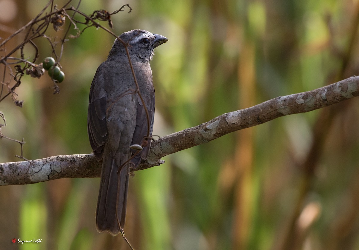 Cinnamon-bellied Saltator - ML55310101