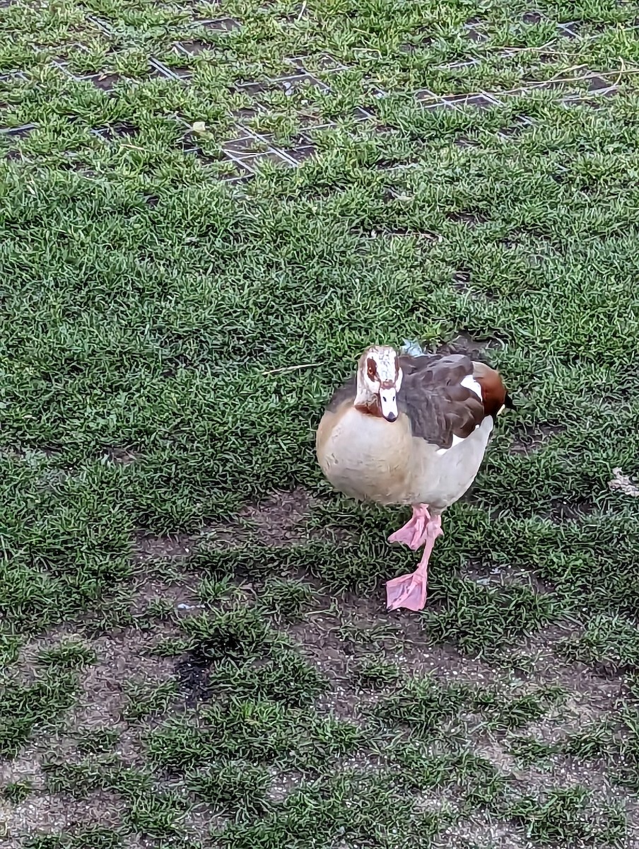 Egyptian Goose - Pete Harrison