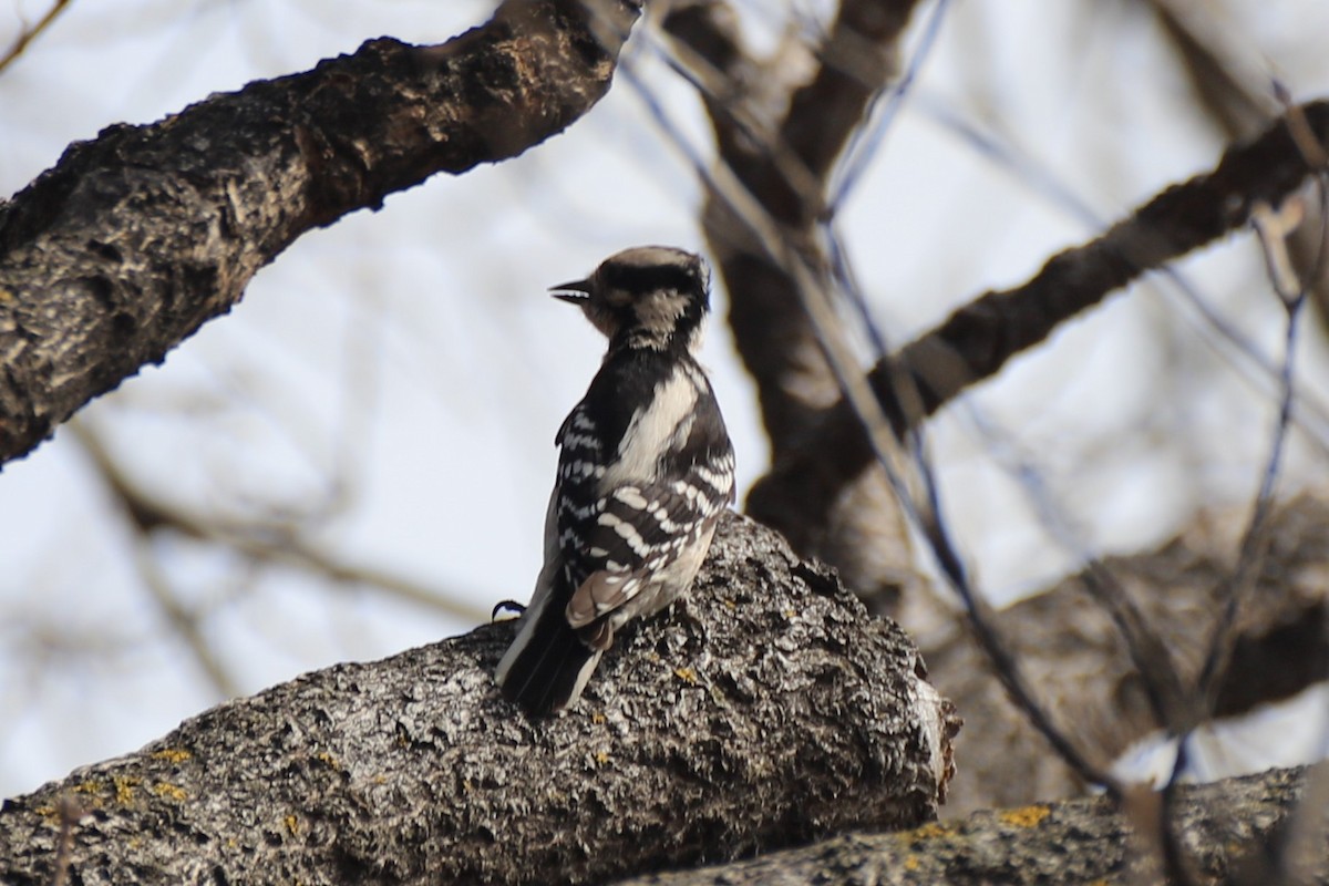 Downy Woodpecker - ML553102721