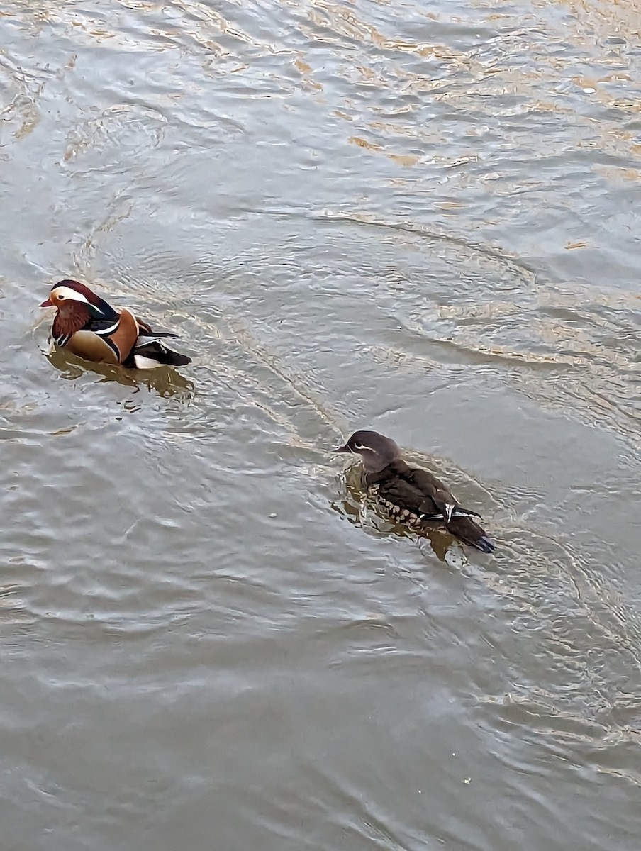 Mandarin Duck - Pete Harrison