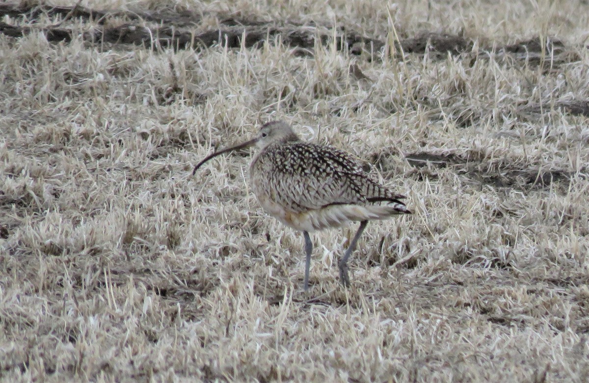 Long-billed Curlew - Kathy Eklund