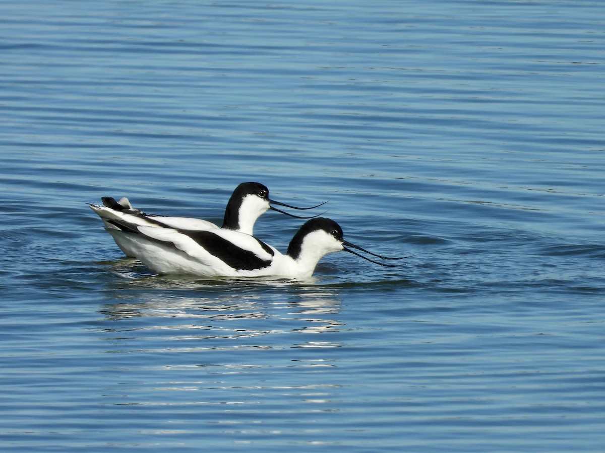 Pied Avocet - Jeremiusz Trzaska