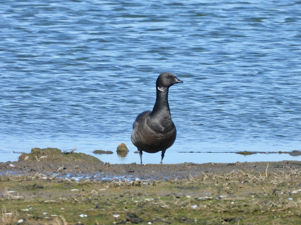 Brant - Jeremiusz Trzaska