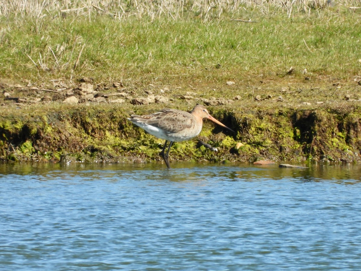 Black-tailed Godwit - Jeremiusz Trzaska