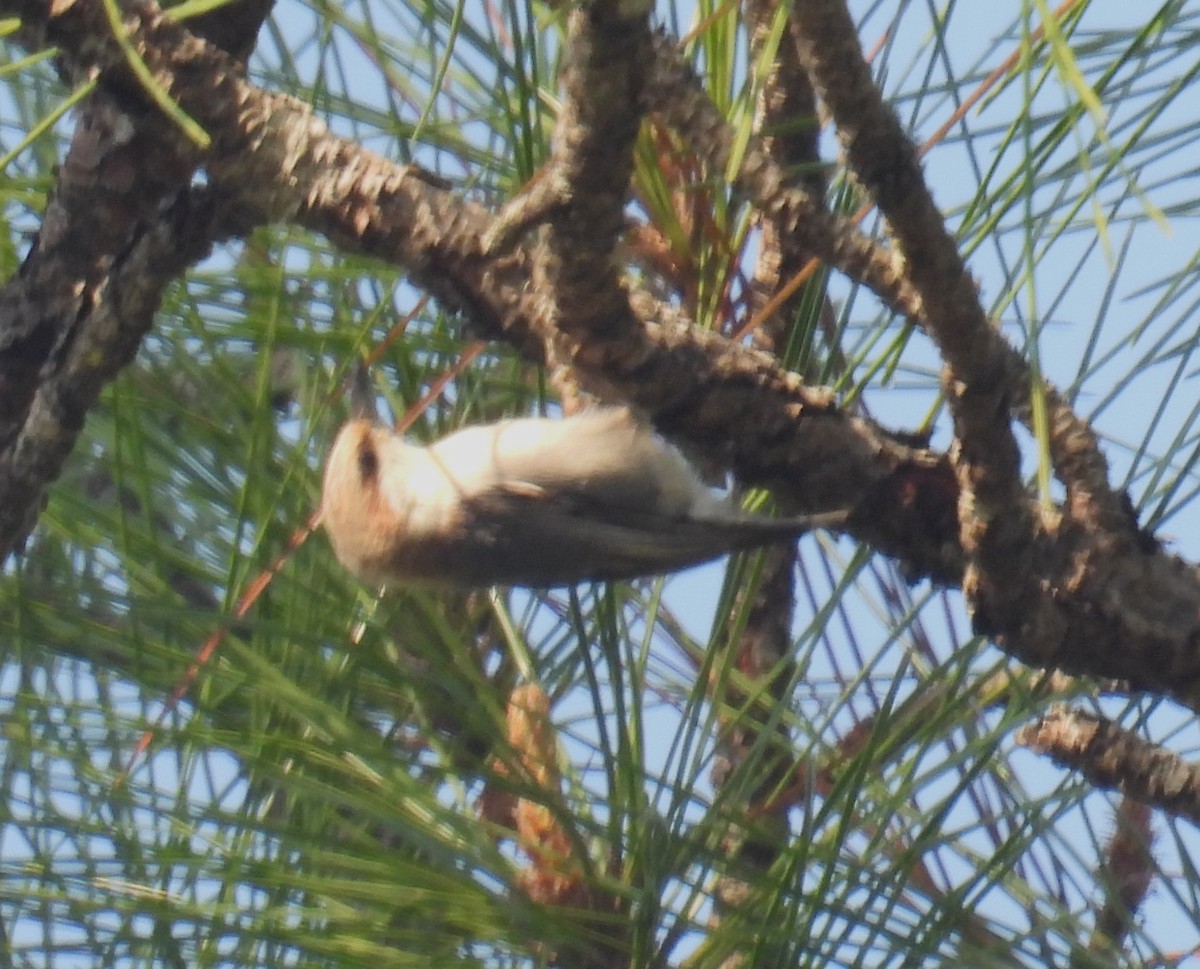 Brown-headed Nuthatch - ML553108131