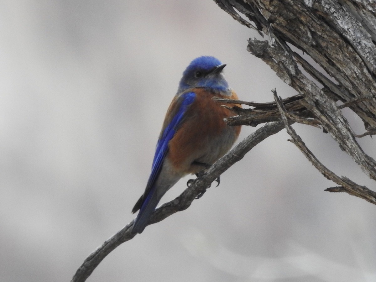 Western Bluebird - ML553109561