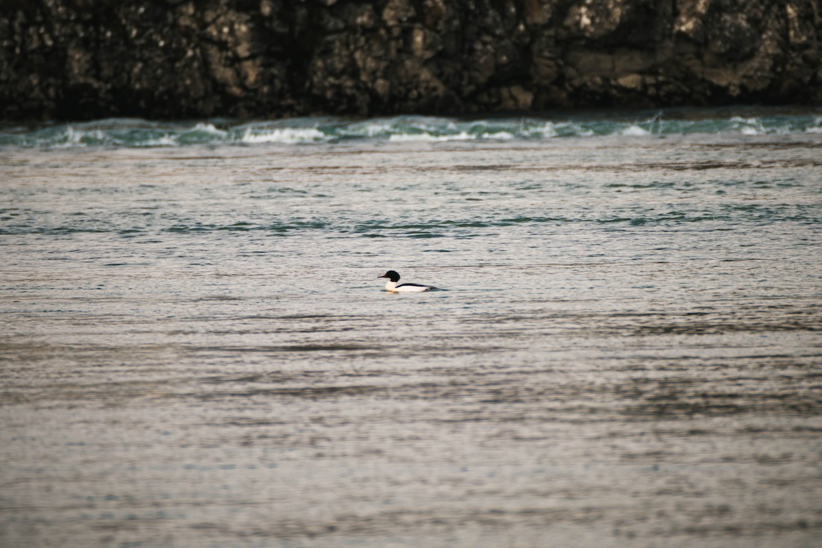 Common Merganser - Adrián González González