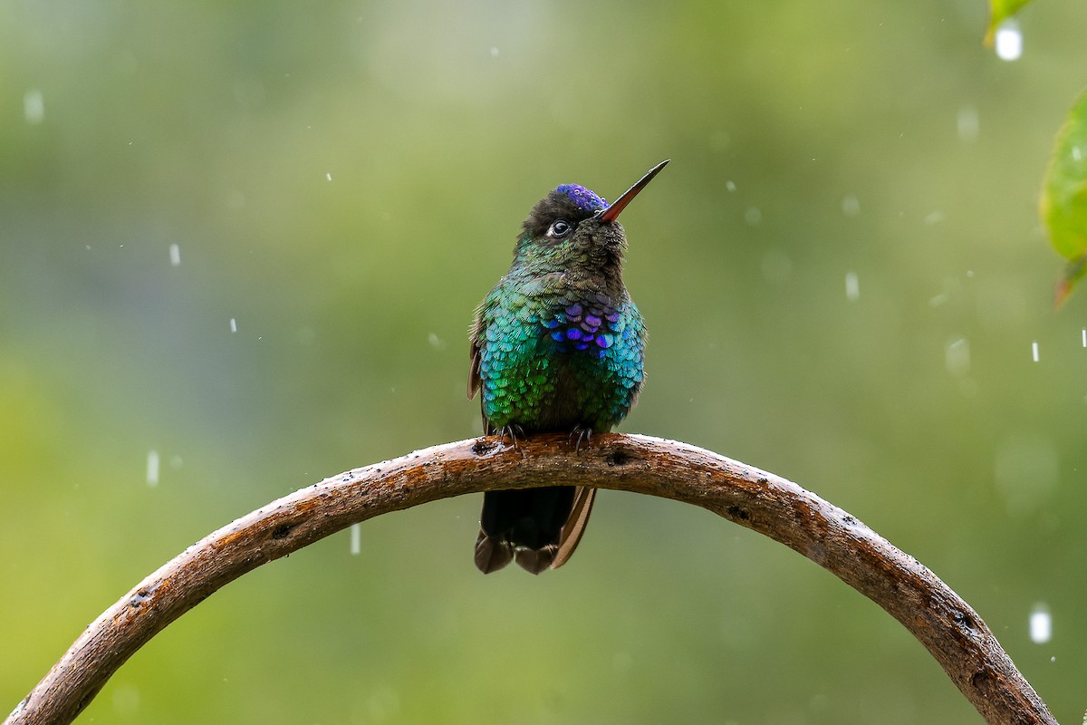 Fiery-throated Hummingbird - Pablo Ramos