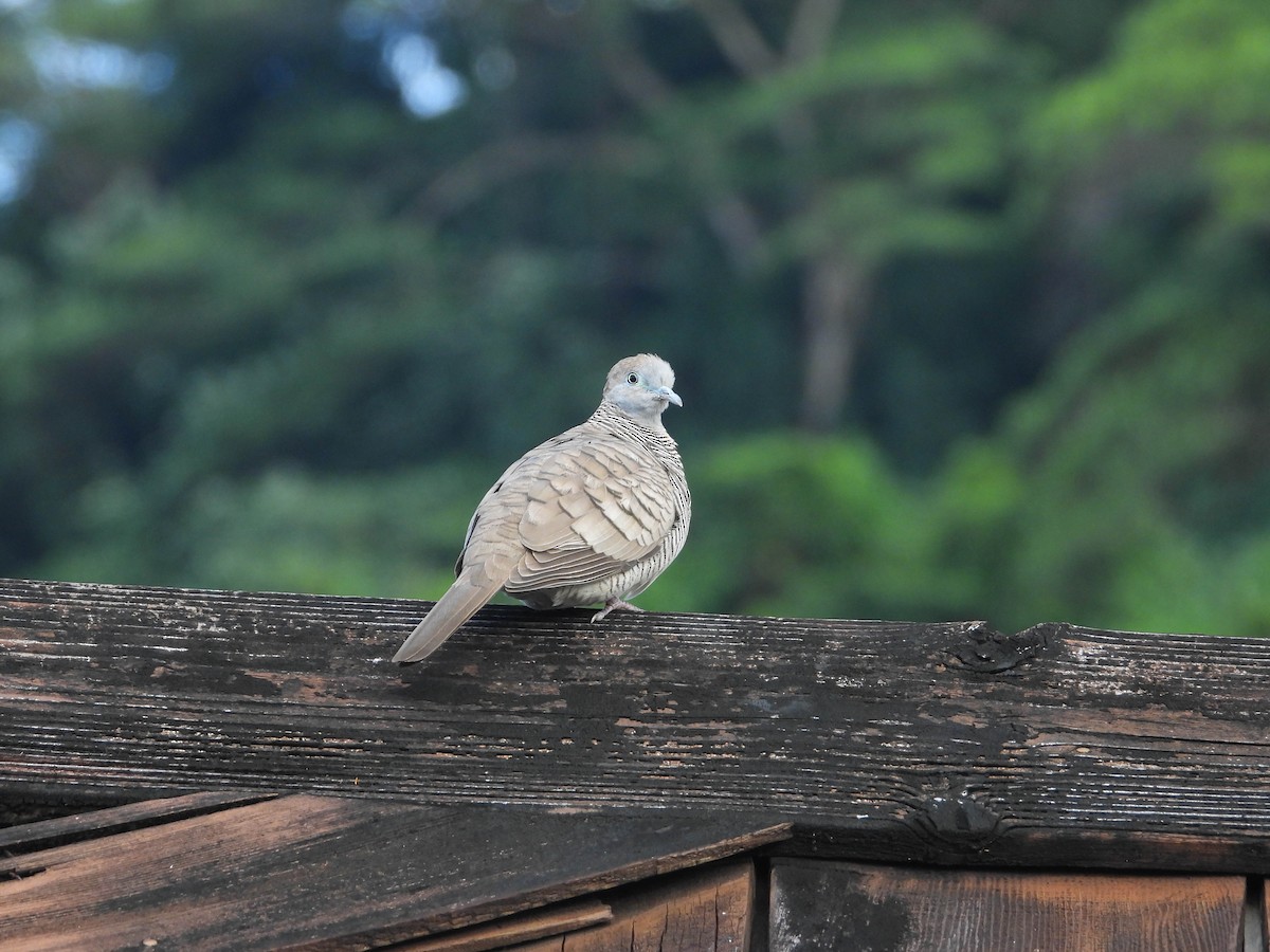 Zebra Dove - ML553110381