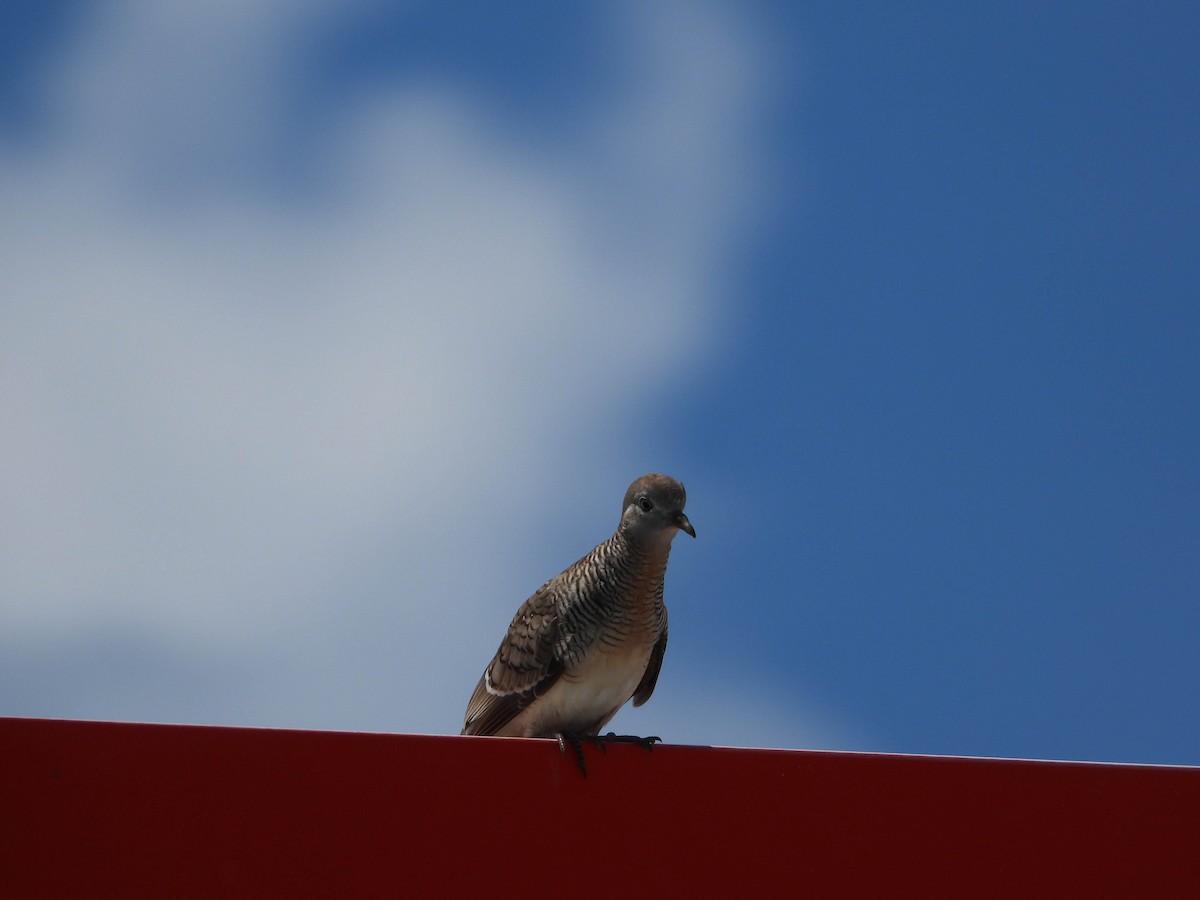 Zebra Dove - ML553110431