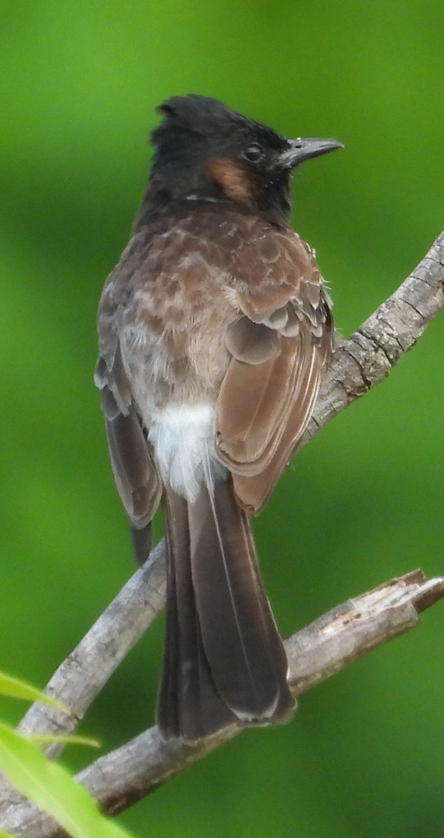 Red-vented Bulbul - ML553110561