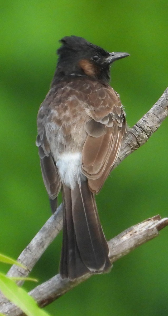 bulbul šupinkový - ML553110561