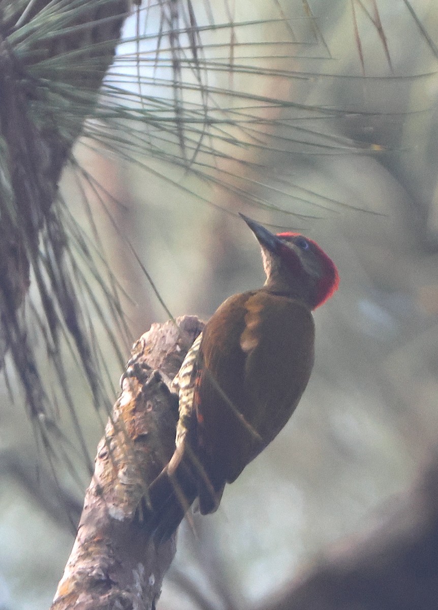 Stripe-cheeked Woodpecker - ML553110601