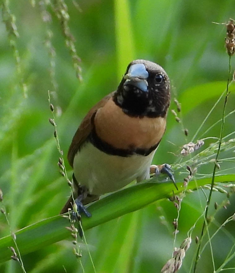 Chestnut-breasted Munia - ML553110741