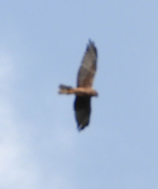 Swamp Harrier - ML553110831