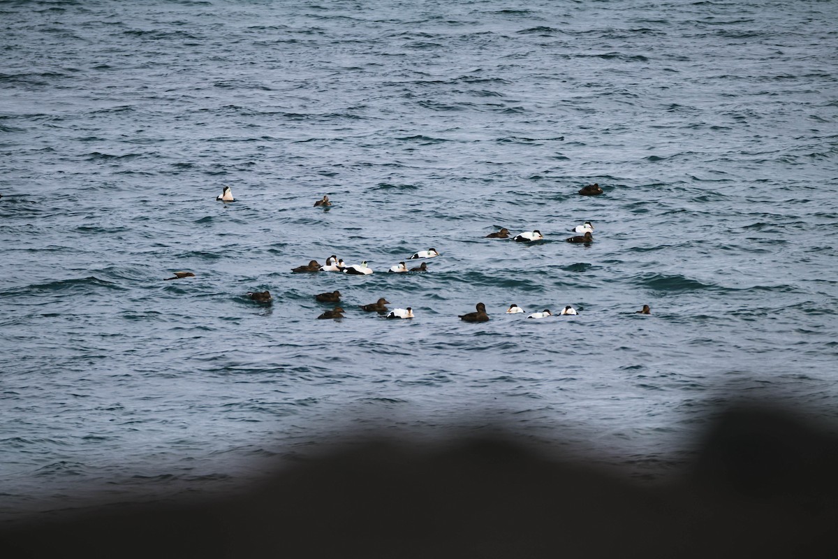 Common Eider - Adrián González González