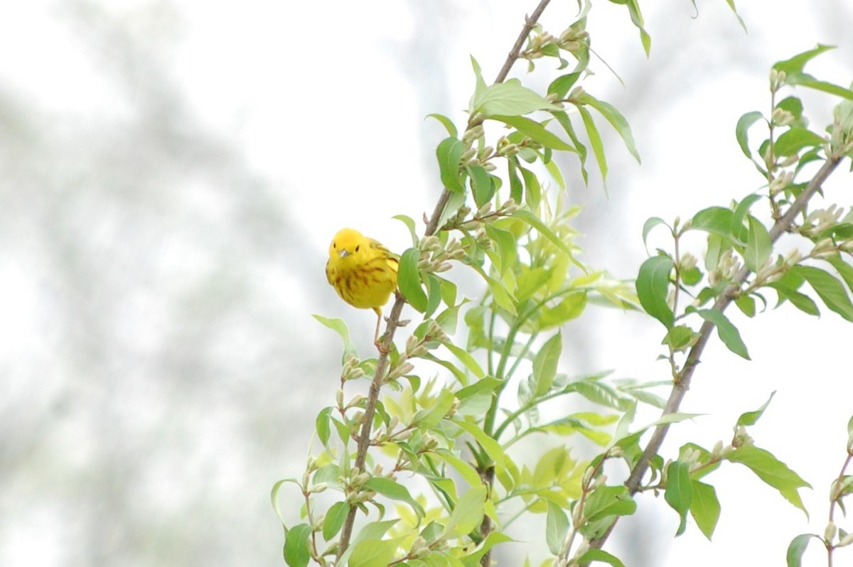 Yellow Warbler - ML55311141