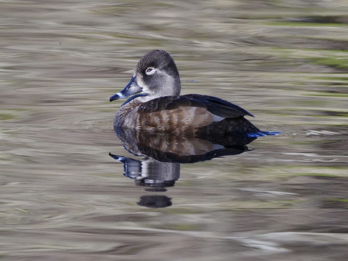 Ring-necked Duck - ML553112031
