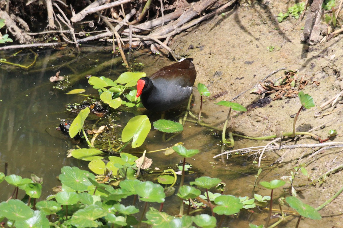 Common Gallinule - ML553112171