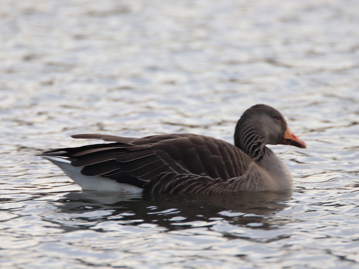 Graylag Goose - Adrián González González