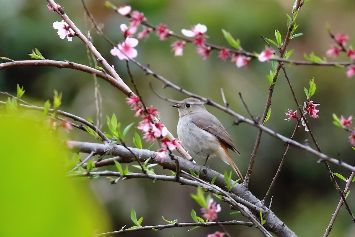 Hodgson's Redstart - ML553112601