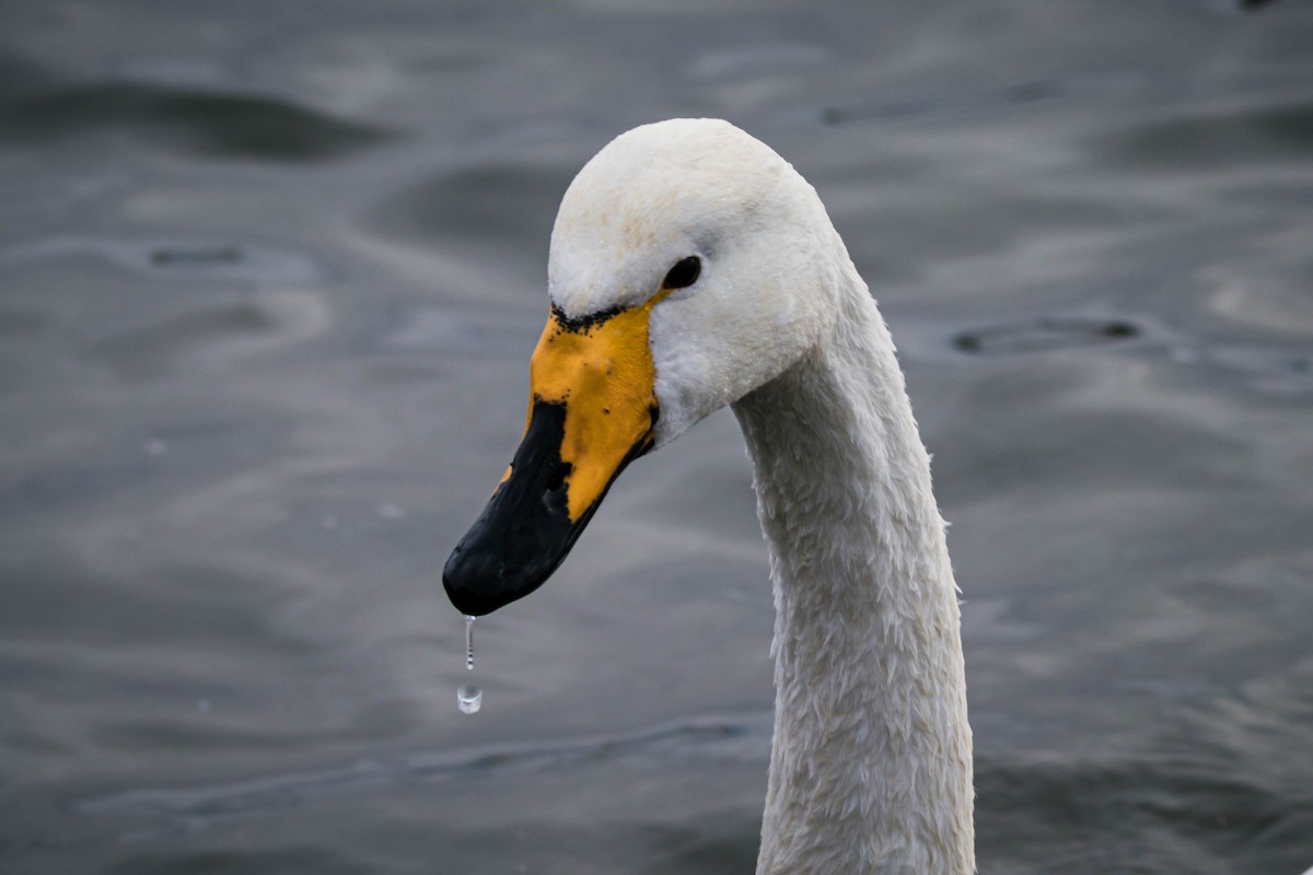 Whooper Swan - Adrián González González